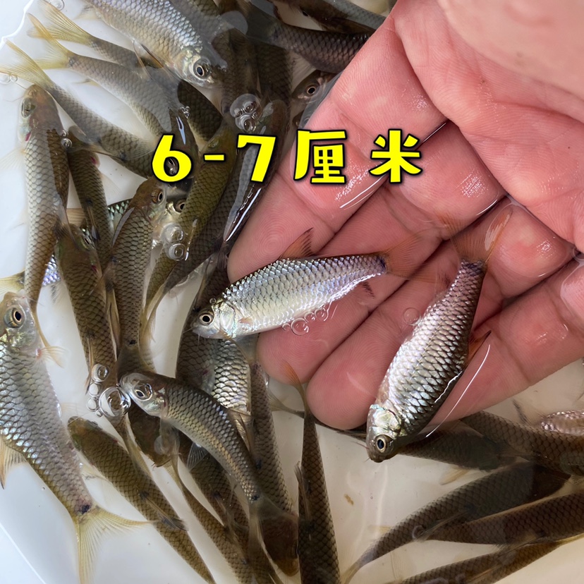 荣郁红脸青竹鲤凤仙子锯齿倒刺鲃鱼苗新款溪流原生活体淡水养殖耐冷鱼