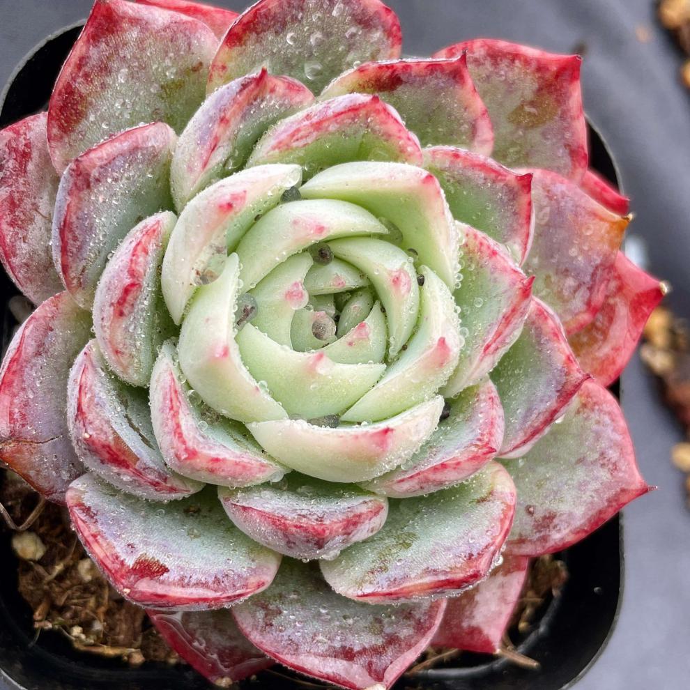 孤星多肉植物盆栽月影系粉水晶玫瑰肉肉辦公室內陽臺好養綠植花卉好養