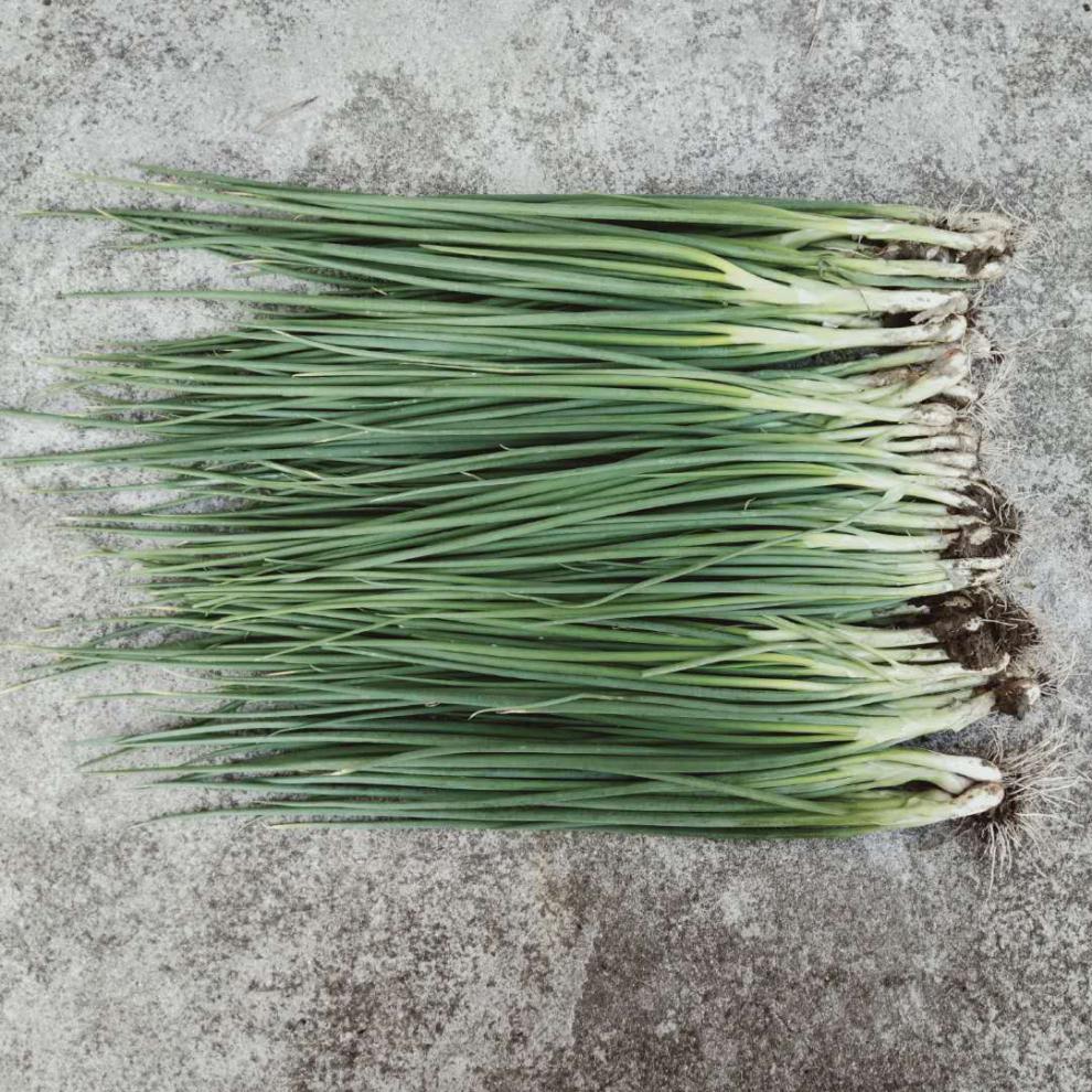 四季小香葱新鲜小葱3斤5斤10斤农家自种露天红皮红葱团建过年送礼送人