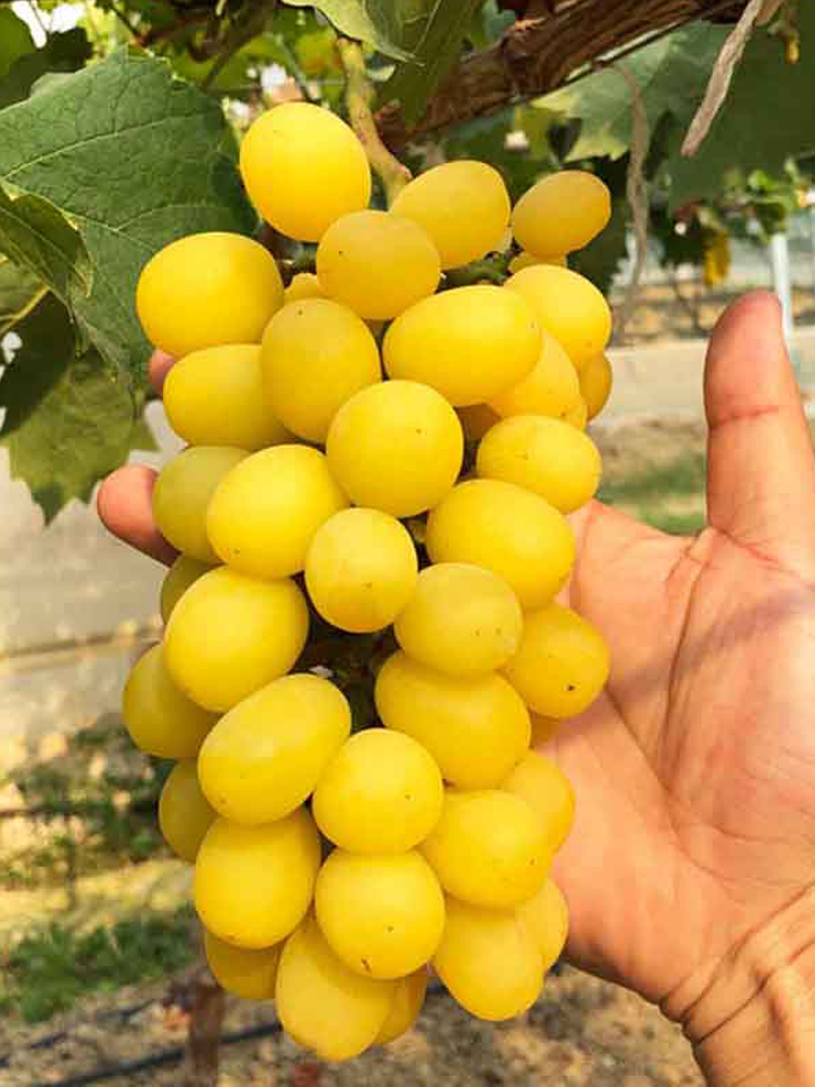 黄金阳光玫瑰葡萄树苖无籽黄葡萄苗盆栽地栽北南方庭院种植果树苗
