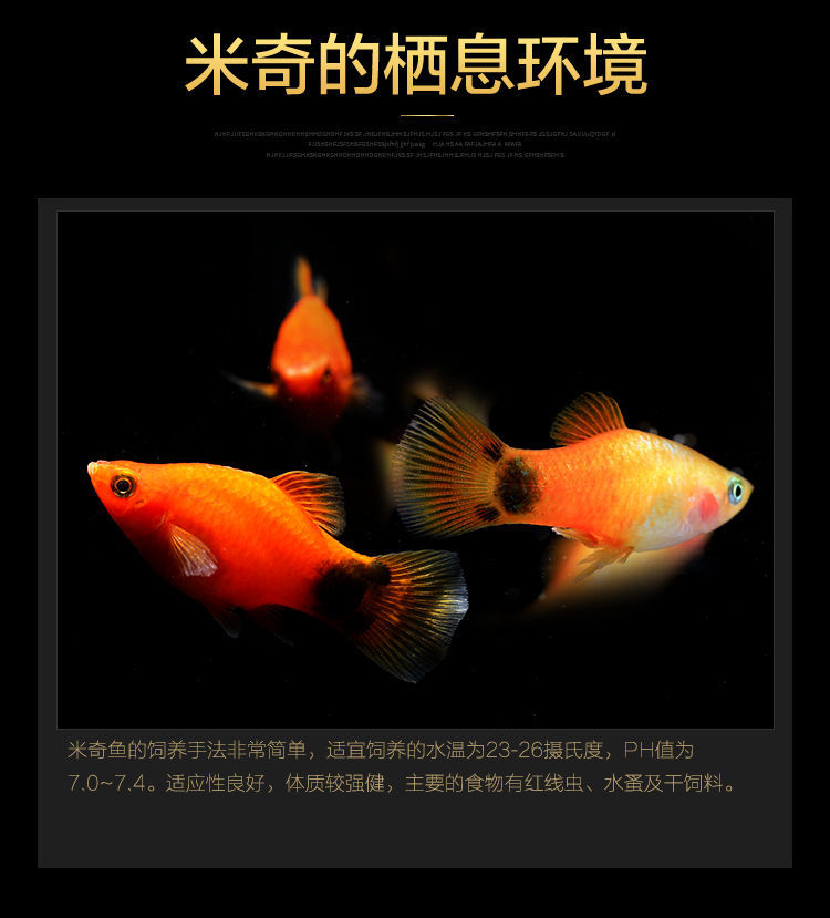 搭啵兔胎生米奇魚瑪麗球魚小魚活觀賞魚小型淡水好養黑皮球黃紅15條