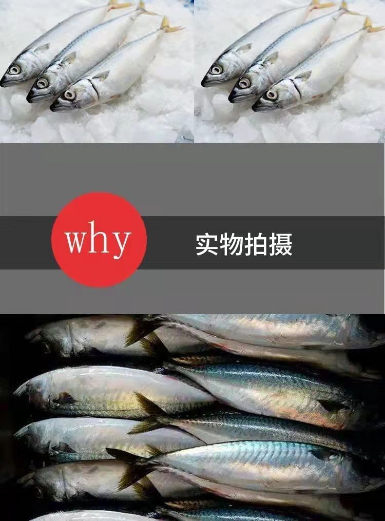 青鱼鲅鱼青占鱼新鲜鲅鱼新鲜特大青花鱼青条鱼深海鲐鲅鱼海鲜 腾旺纳