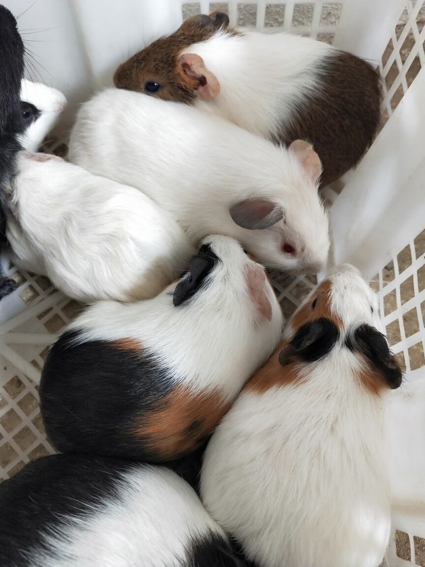 宠物荷兰猪荷兰鼠荷兰兔豚鼠活体饲料花毛豚活物彩豚黑豚包活 纯白色