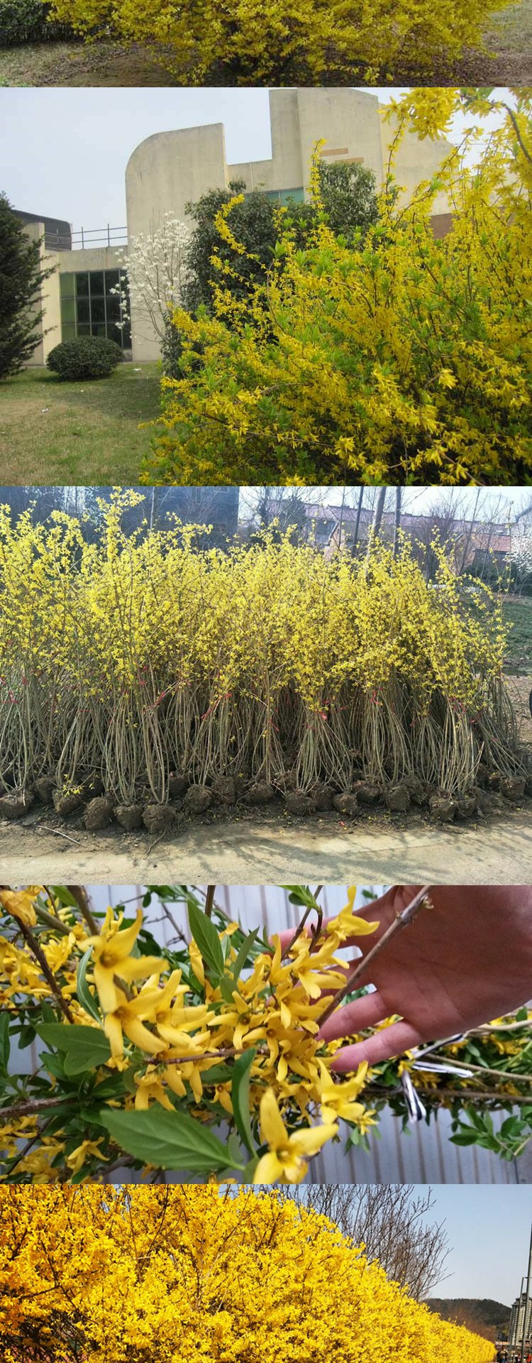 庭院绿化苗木攀缘花卉连翘花连翘苗连翘黄花条耐寒3年苗10棵40cm含