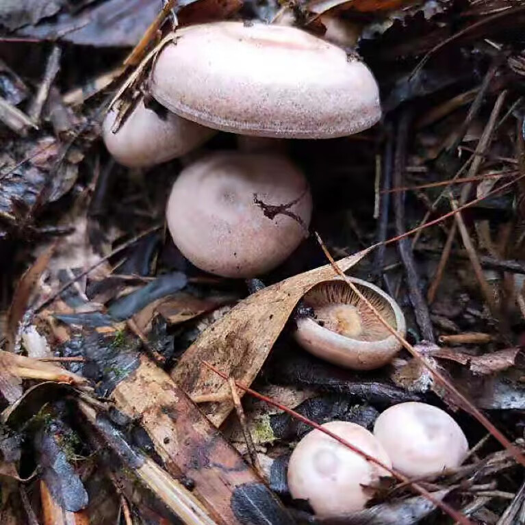 源外 贵州深山野生新鲜乌枞菌紫菌黄枞菌寒枞菌现摘现发500g顺丰 乌枞
