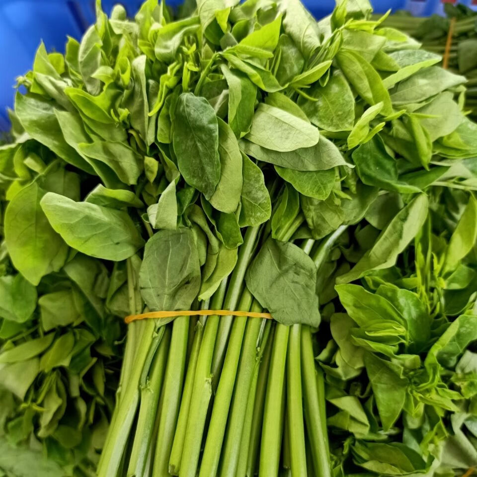 晨臻海南天绿香 树仔菜 新鲜五指山野菜 凉拌菜 海南青菜 2斤家庭聚餐