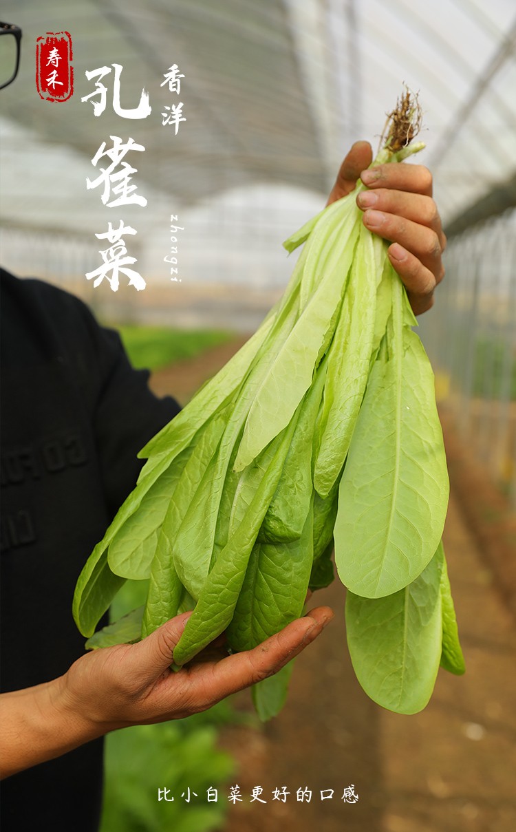 壽禾孔雀菜種子生菜綠葉紫葉沙拉蔬菜種籽紫孔雀菜苗10棵