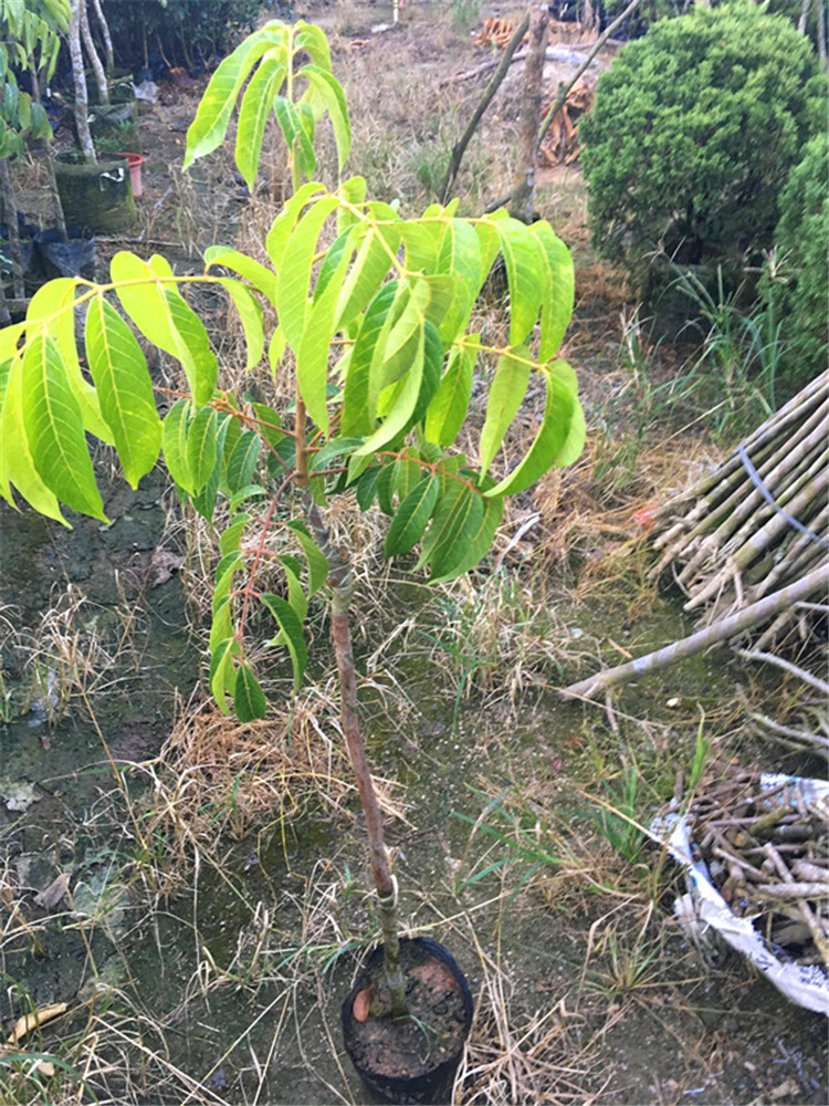 水果树苗青橄榄苗酥皮甜种橄榄嫁接苗正宗金玉三捻橄榄乌橄榄果苗