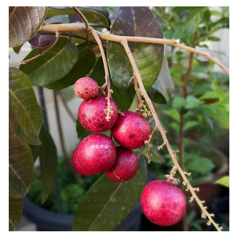 无核龙眼苗树嫁接石硖储良四季龙眼桂圆苗红皮龙眼当年结果庭院 四季