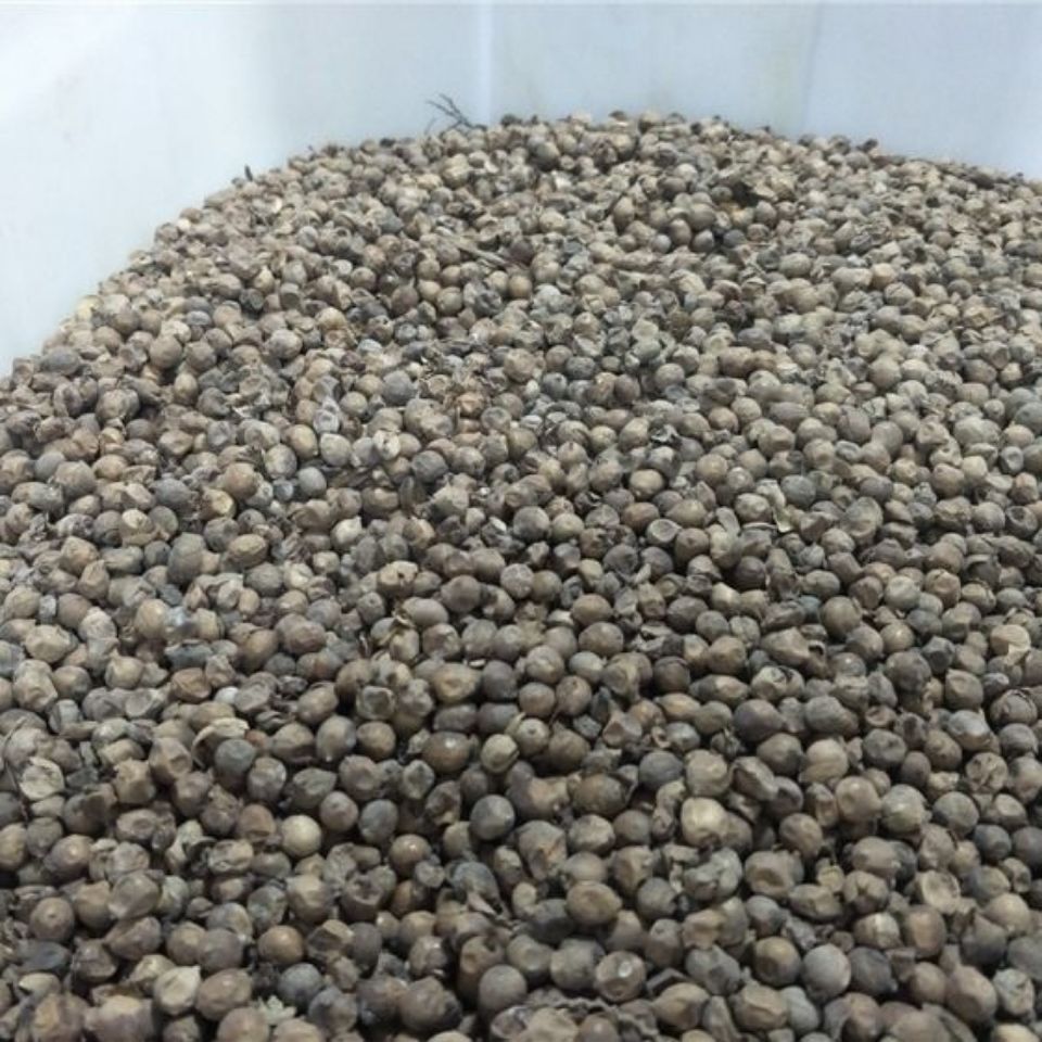 再力花种子水生植物花卉别名水竹芋水莲蕉多年生草本花乡邻里再力花