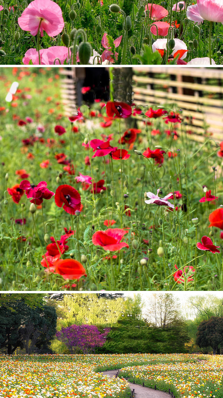 冰岛虞美人种子混色多年生虞美人花种籽子四季易活花海耐寒花种籽