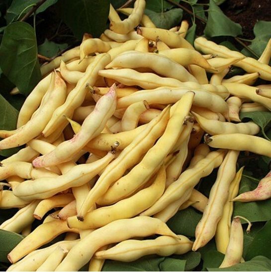 东北油豆角黄金钩豆角新鲜速冻鼓豆豆角勾勾黄豆角绿色 新鲜速冻勾黄3