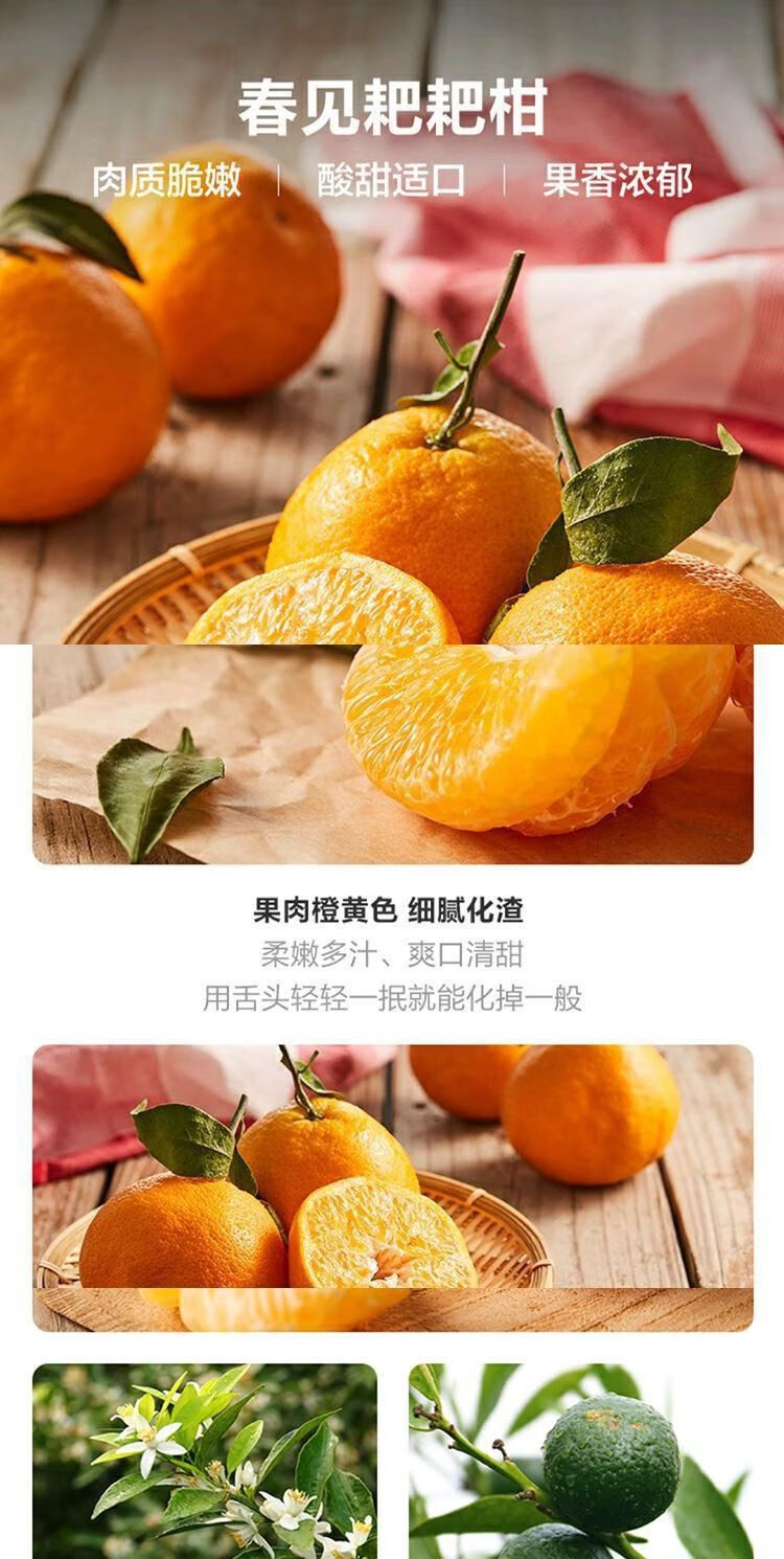 京鲜配送正宗四川丑橘耙耙柑10斤现发春见耙耙柑新鲜酸甜眉山粑粑柑橘