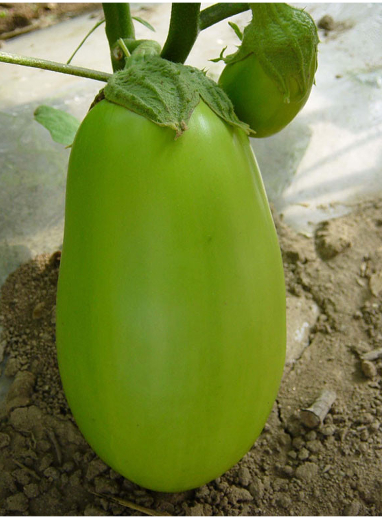 绿罐茄种子高产四季蔬菜种孑茄子种籽青茄子绿皮耐寒春季秋菜种子 绿