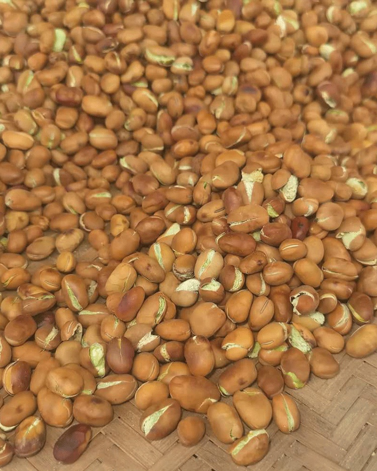 蚕豆干货新货正宗云南干蚕豆生蚕豆散装罗汉豆胡豆新鲜蚕豆种子 1斤装