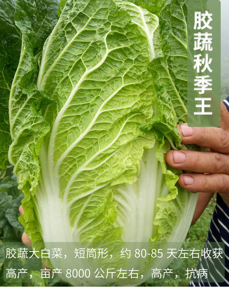 白菜種子種籽秋季冬季膠州大白菜大全四季高產菜籽青菜蔬菜孑籽種聖秋