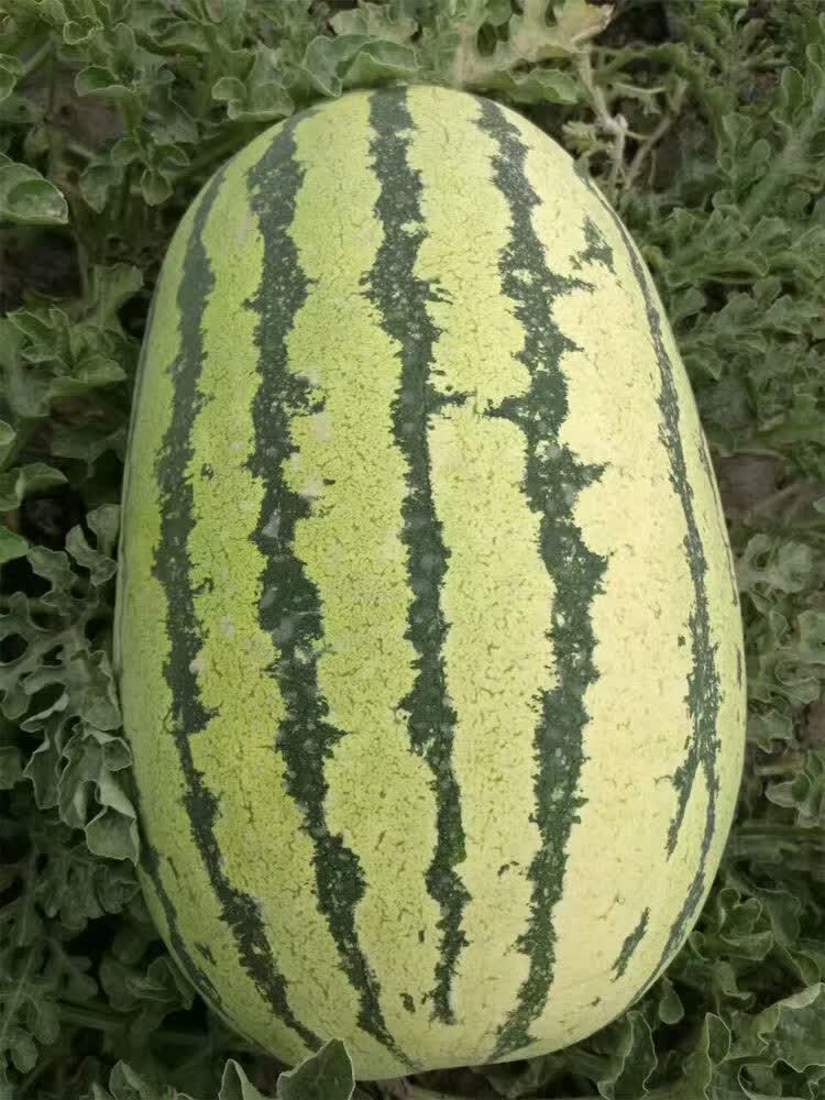 正宗金城5号西瓜种子特大甘肃压砂瓜红瓤高产特耐旱春季原装900粒