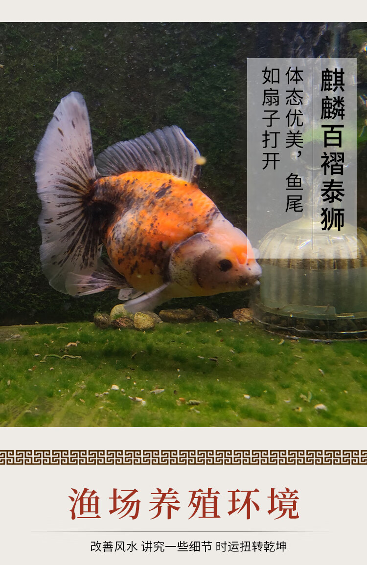 褶宽尾泰狮鱼金鱼活体狮子头冷水淡水鱼 4-5cm精品麒麟百褶泰狮【图片