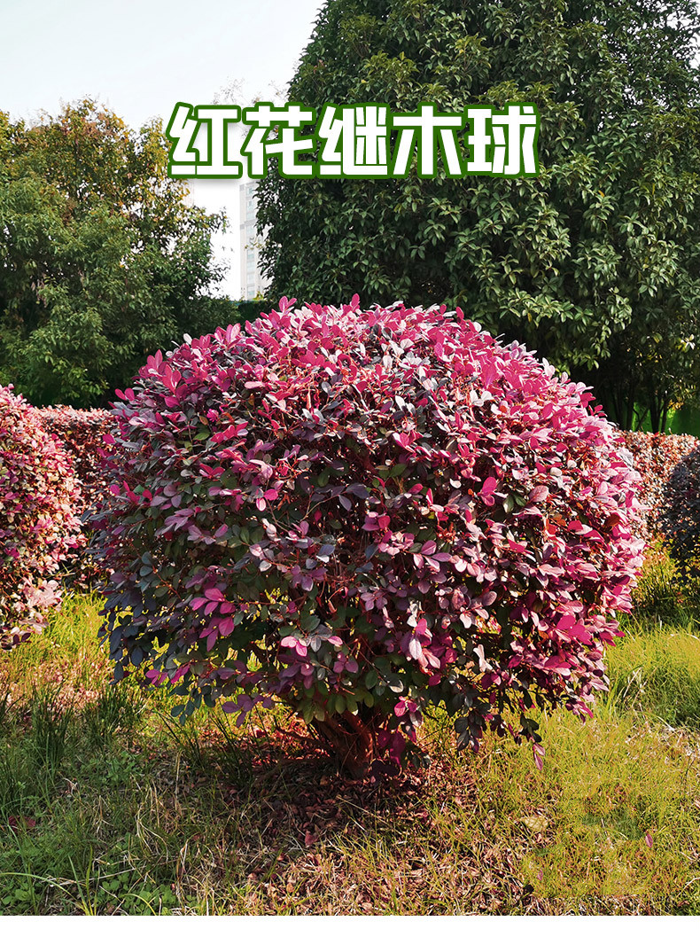 红花继木球红花檵木树苗老桩盆景庭院园林绿化带工程苗木围墙植物继木