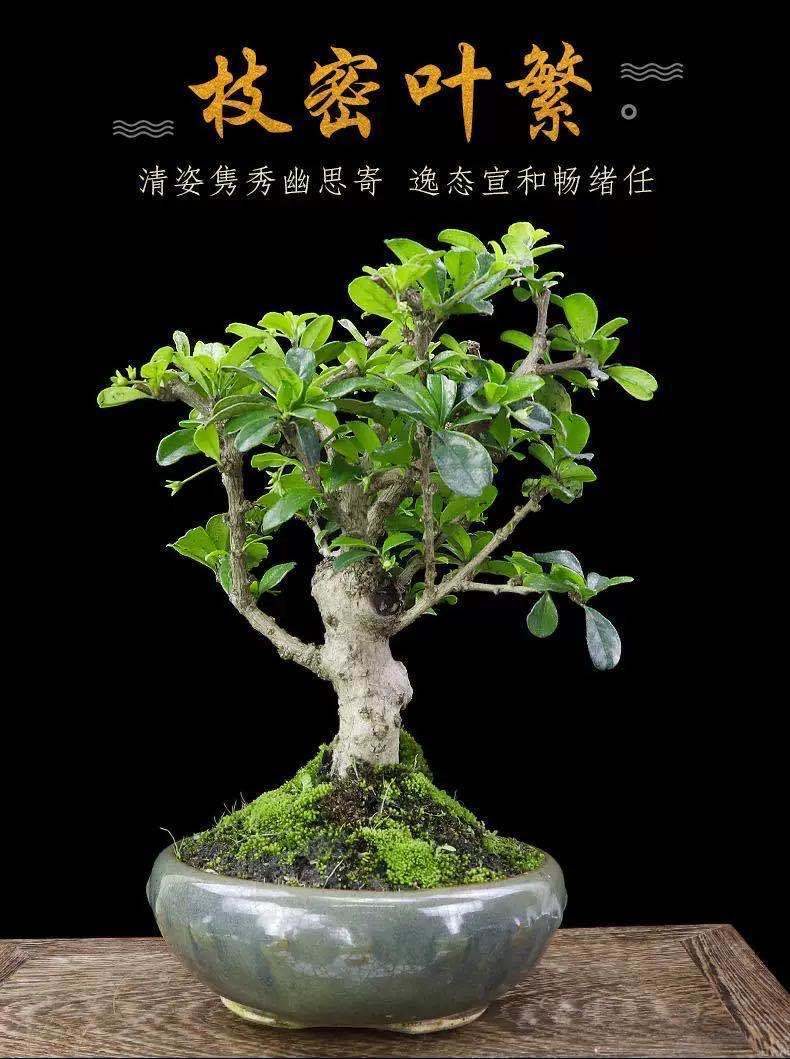 福建茶悬崖盆景s弯造型飘枝盆栽室外阳台绿植老桩四季常青开花福建茶