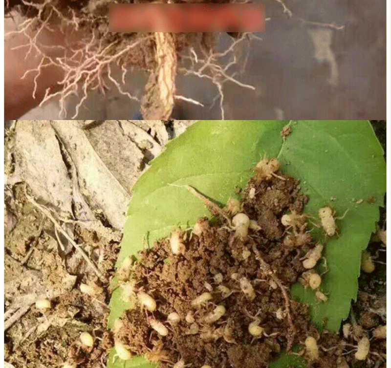 知了猴种子 金蝉种卵 养殖技术蝉卵枝金蝉养殖蝉卵枝种苗金蝉卵枝 500