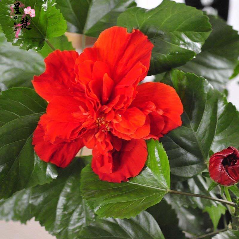 扶桑花苗重瓣大花木槿花苗四季好养反复开花重瓣盆栽红色朱瑾红色单瓣