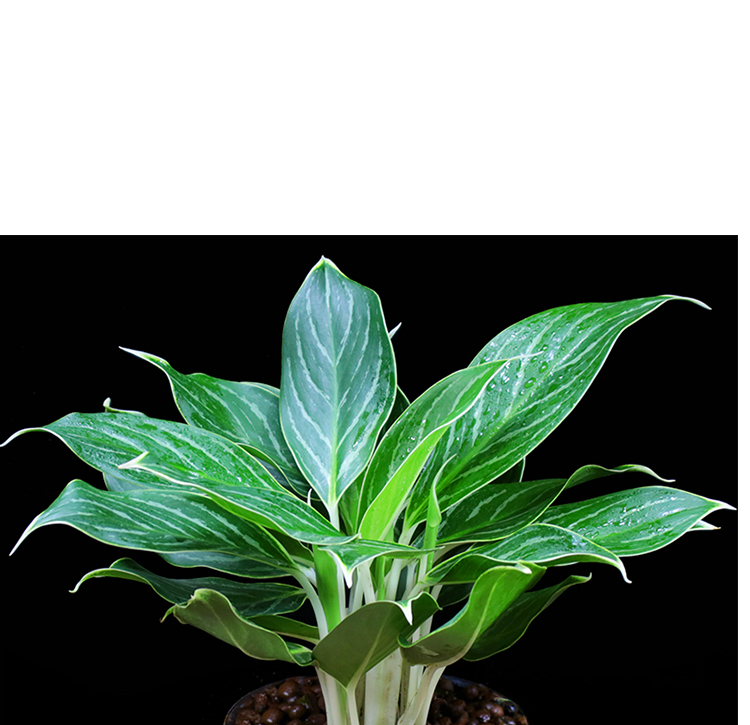 白雪公主盆栽办公室内好养植物四季常青客厅花卉桌面绿植 白雪公主 白