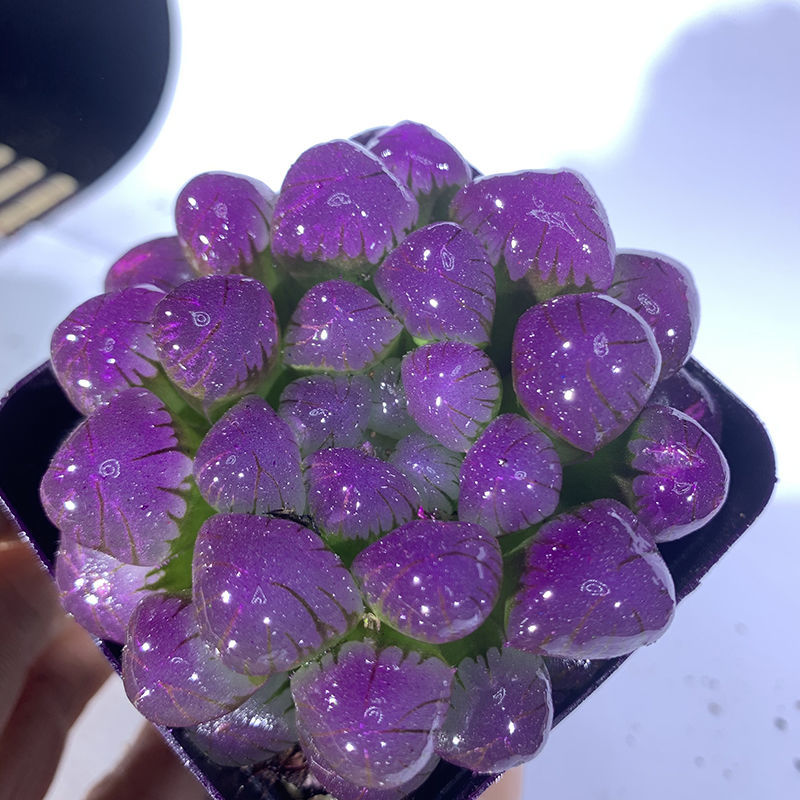 soumiety冰灯玉露彩色多肉植物四季易养活潘氏水晶玉露室内桌面盆栽