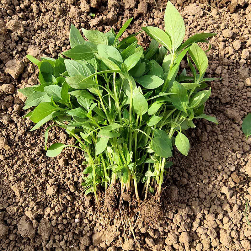 河南荆芥菜苗新鲜食用500克青菜蔬菜嫩茎芥荆菜现摘现发农家特产带根1