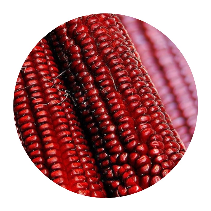 千特原厂包装红香糯玉米种子 早熟粗杆糯玉米籽高产香糯甜农家秋 原厂