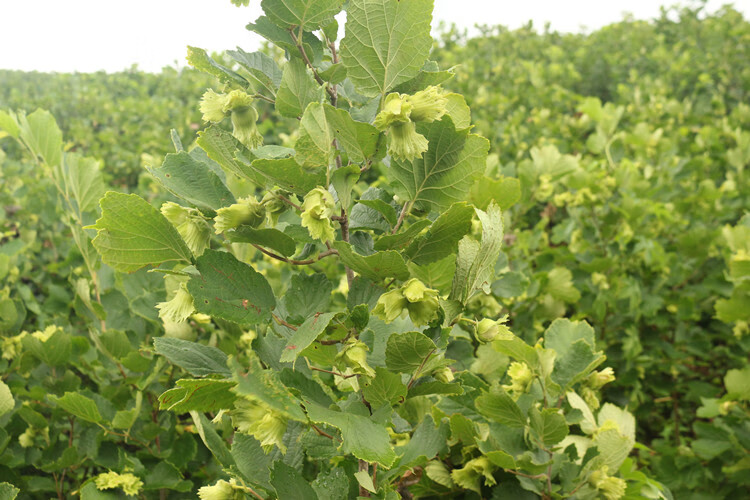 新榛子2斤装东北薄皮榛子5斤铁岭小榛子坚果零食小粒生的晒干一斤