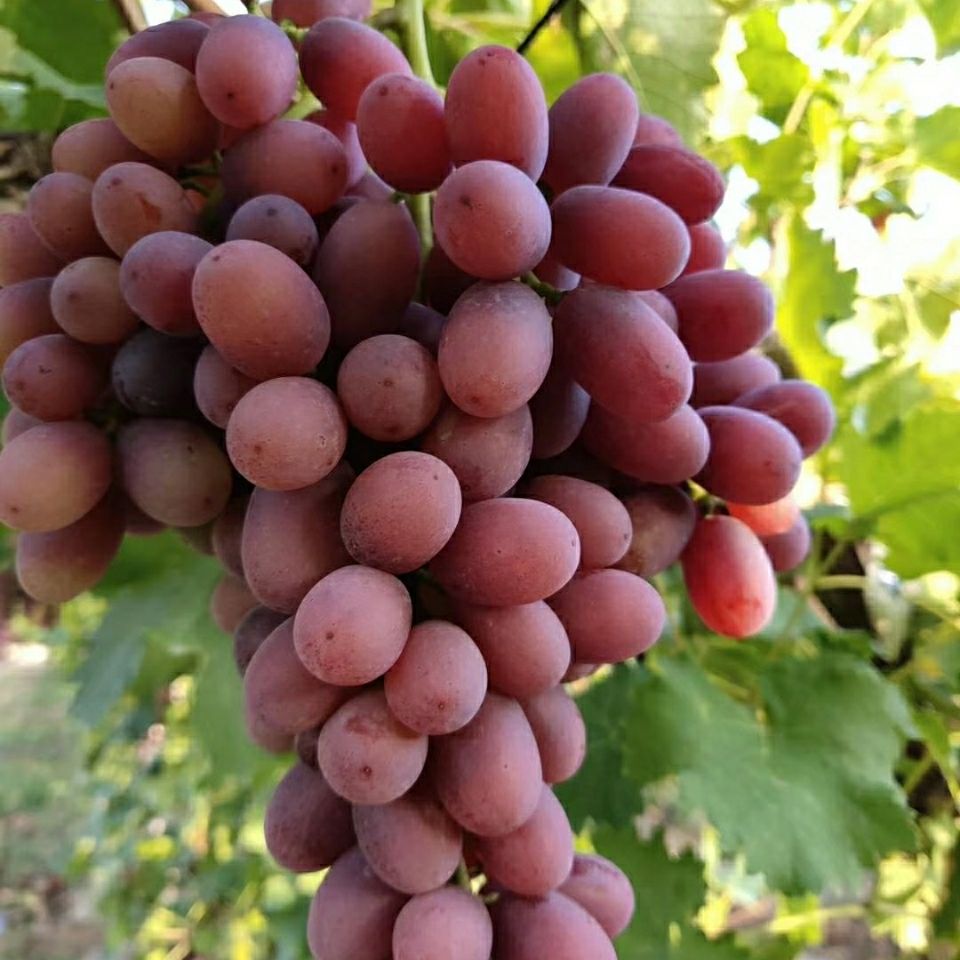 无籽提子葡萄玻璃脆甜现摘克伦生红提4斤