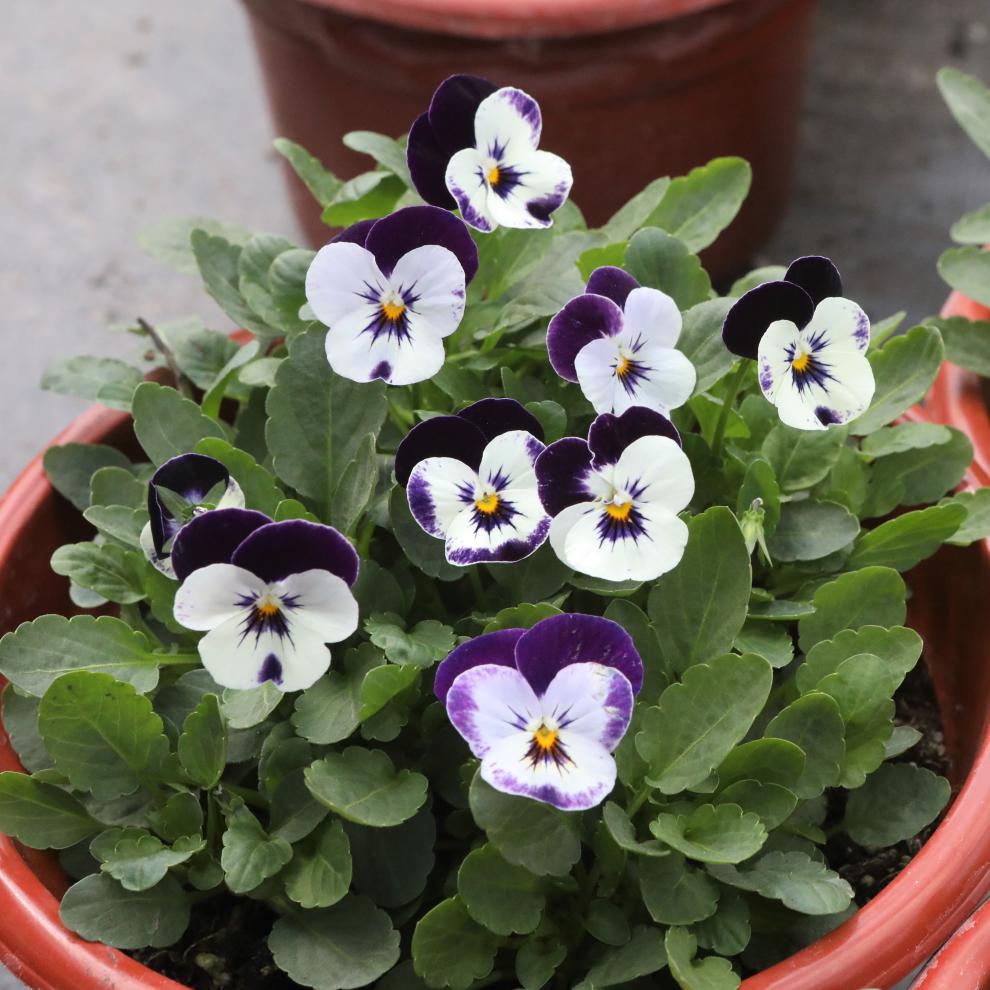 三色堇盆栽苗角景耐寒冷猫儿脸阳台盆栽花卉植物蝴蝶冬季花苗角瑾
