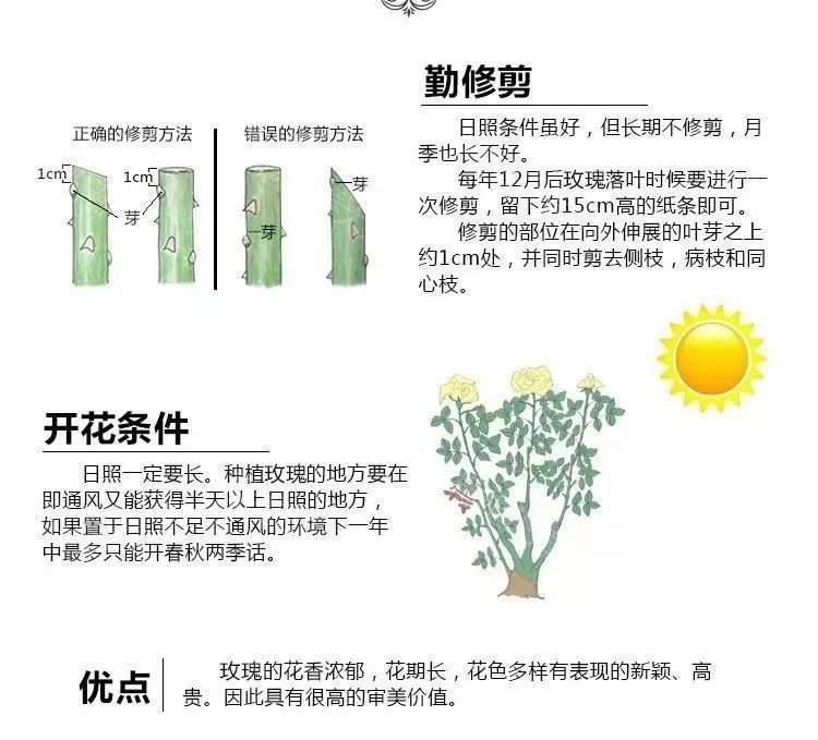 9，玫瑰花苗老樁月季特大植物室內外盆栽陽台四季開花卉不斷好養易活 香格裡拉包對版四季開花+肥料 不含盆