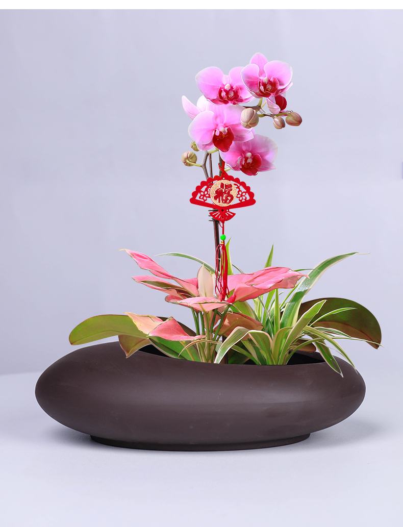 蝴蝶兰花盆陶瓷好看紫砂兰花花盆2022新款创意文竹蝴蝶兰客厅绿植盆带