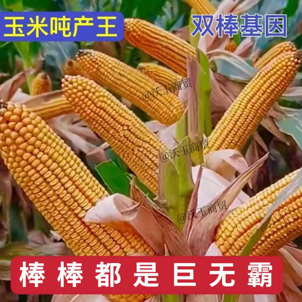 良玉208玉米种子简介图片