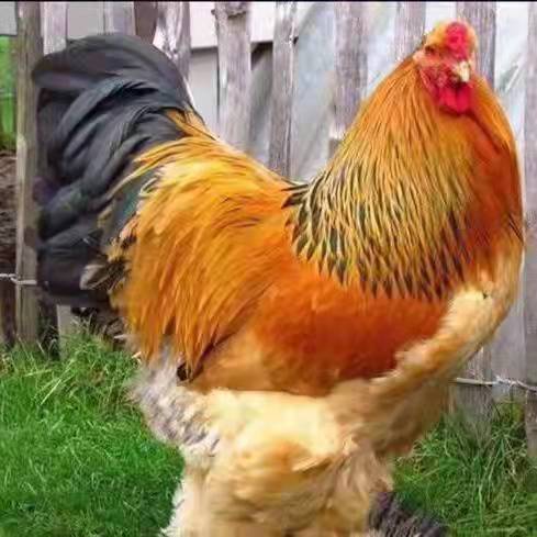 荣郁 婆罗门鸡纯种梵天鸡幼崽活鸡幼鸡巨型大体型婆罗门进口源种鸡包