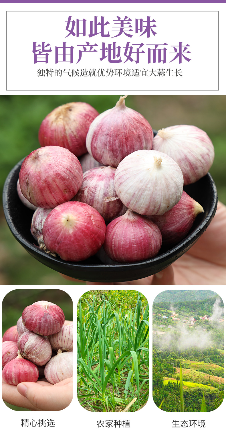 云南大理产地直销2022独头蒜新鲜紫皮大蒜湿蒜新蒜腊八蒜糖蒜5斤1000g