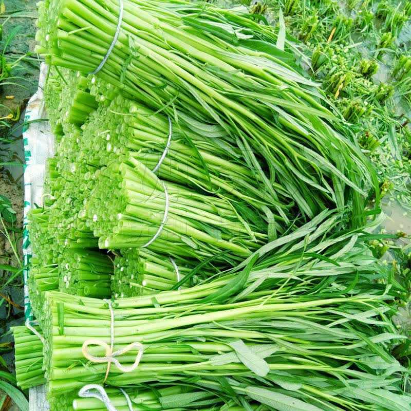 空心菜新鲜嫩尖当季现摘藤藤菜福建农家蔬菜蕹菜竹叶菜通心菜食用冰袋