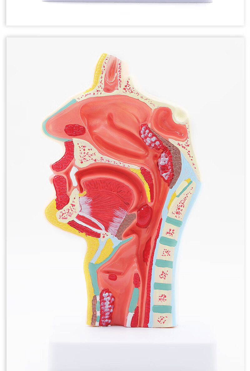 jd健康人体鼻腔解剖模型耳鼻喉科医学教学模型鼻子口腔鼻部结构组织