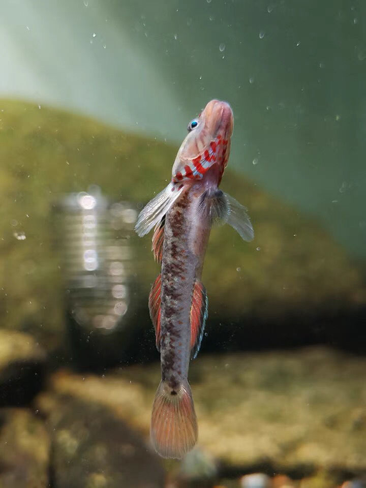 虾虎鱼白面虾虎溪吻虾虎原生溪流鱼观赏鱼冷水鱼小型原生鱼活体鱼