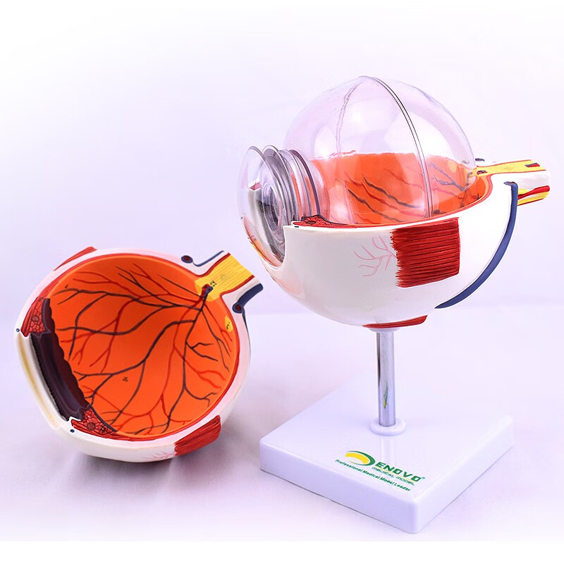 enovo颐诺版医学人体眼球解剖模型眼睛结构模型结构眼睛眼球眼角膜