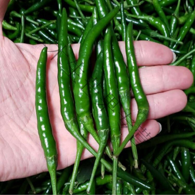 新鲜青朝天椒小米辣椒小尖青米辣椒特辣现货小米 5斤【图片 价格 品牌