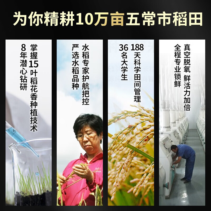 龙稻20水稻品种简介图片