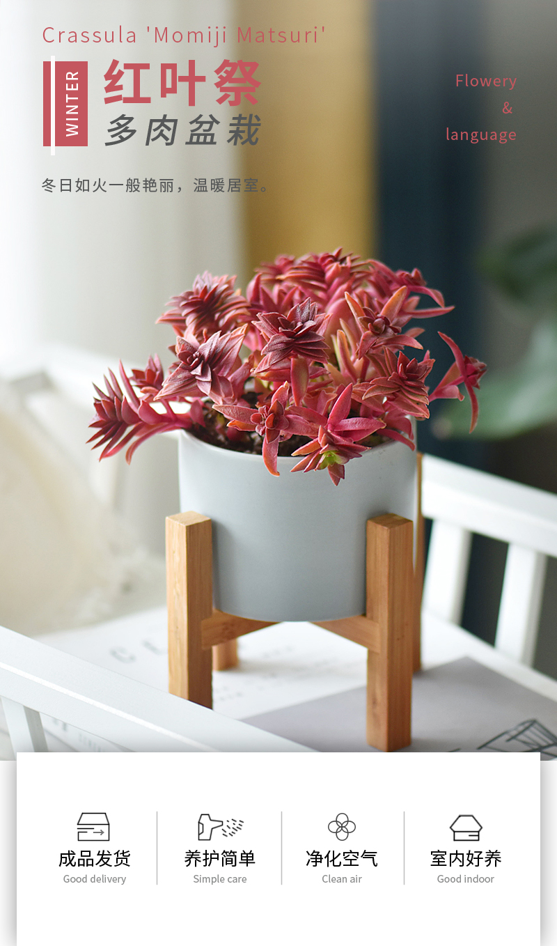 红叶祭多肉植物陶瓷室内桌面花卉花盆简约北欧风绿植小盆栽好养红叶祭