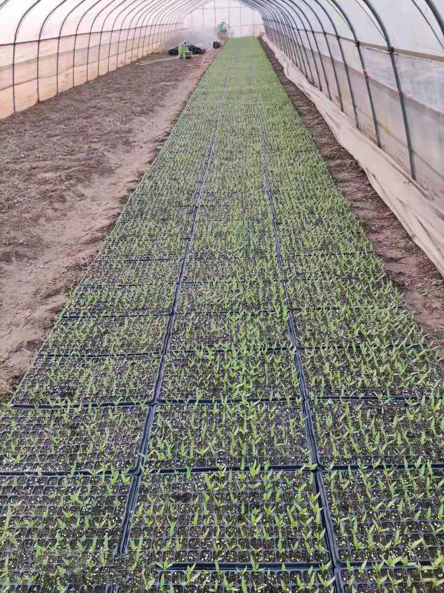 育苗盘播种器穴盘播种机白菜甘蓝点籽器生菜莴笋辣椒蔬菜育苗器128