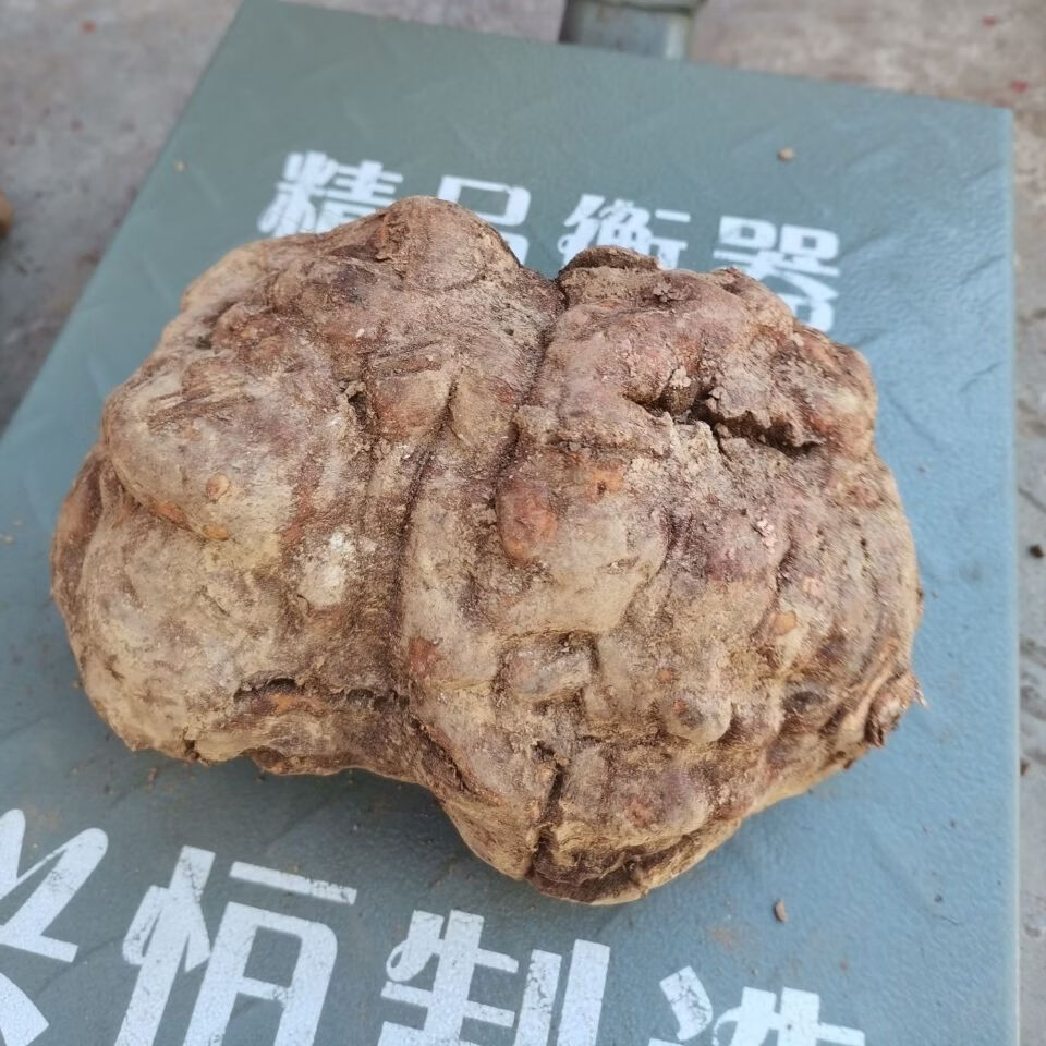 北京同仁堂原料【正宗】野生千年生何首乌制何首乌中药材煲汤泡酒泡茶