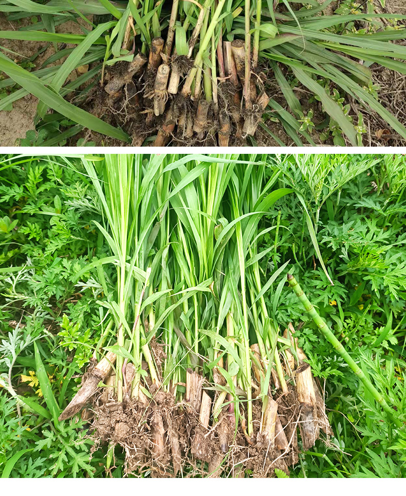 博卉无毛甜象草3号新型皇竹草种苗巨菌草种籽四季多年生高产耐寒牧草