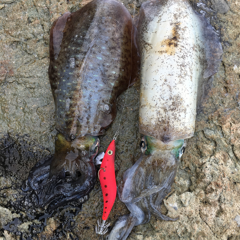 墨将一代夜光木虾鱿鱼钩路亚海钓鱿鱼饵大尾鱿章鱼墨鱼饵egi 3.