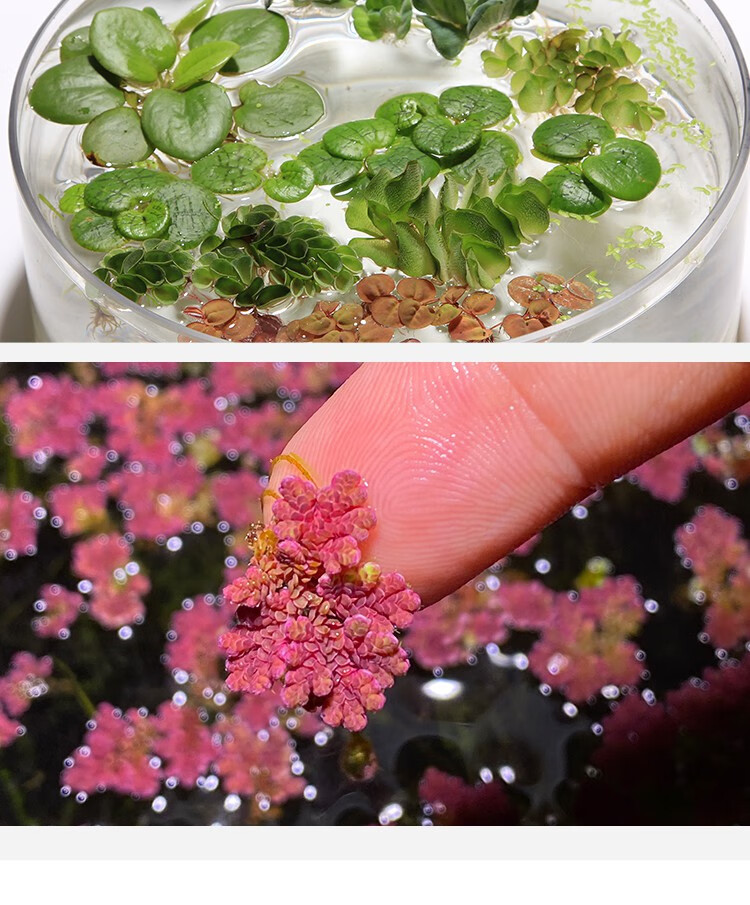 真果沁 水芙蓉蘋果萍紅毛丹不加溫浮性水草室外魚池水生植物魚缸淨化